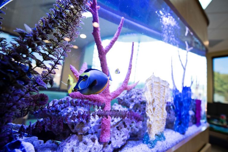 LindenBehavioral_fish